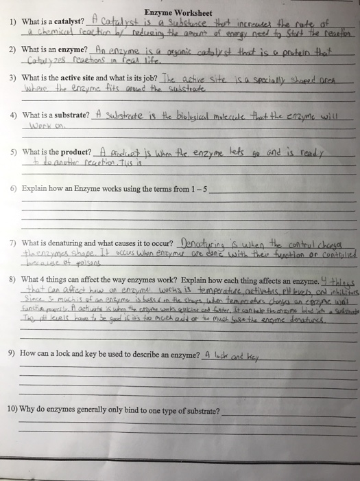 B) enzymes catalyze many important chemical reactions in the human body. Solved Enzyme Worksheet Of 2 What Is An Enzyme An Enyne Is Chegg Com