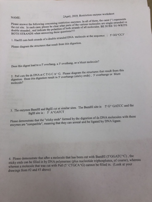 Above to complete the sentences or answer the following questions: Solved Name 2april 2018 Restriction Enzyme Worksheet Chegg Com