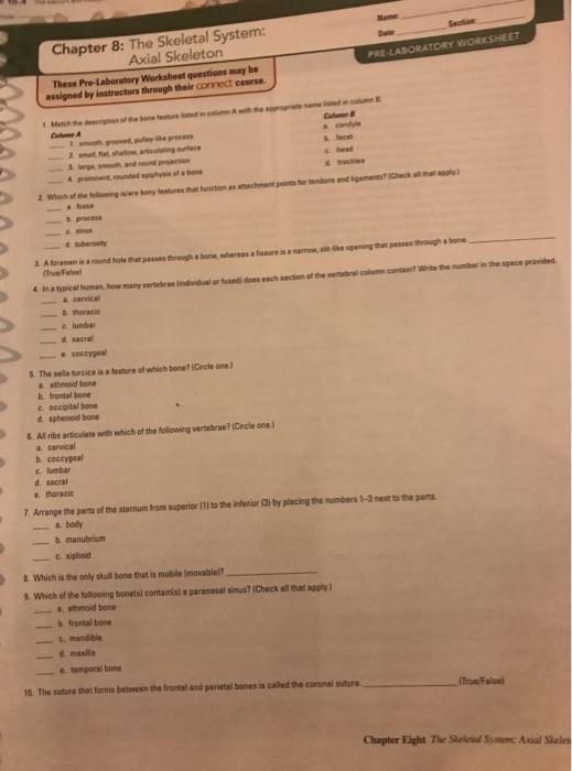 The axial skeleton forms the vertical, central axis of the body and includes all bones of the head, neck, chest,. Solved Chapter 8 The Skeletal System Axial Skeleton Chegg Com