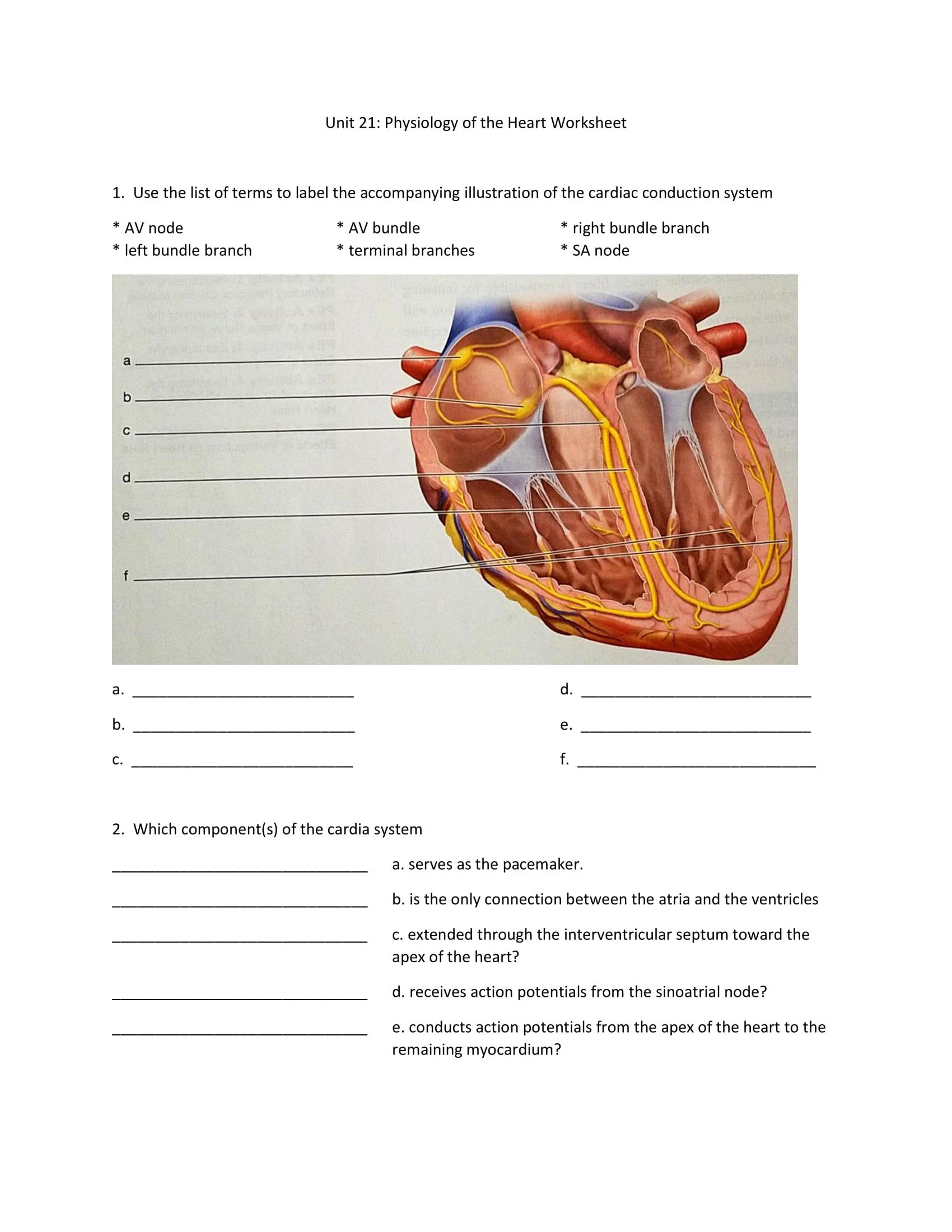 The four chambers of your heart are made of a special type of muscle called myocardium. Solved Unit 21 Physiology Of The Heart Worksheet 1 Use The Chegg Com