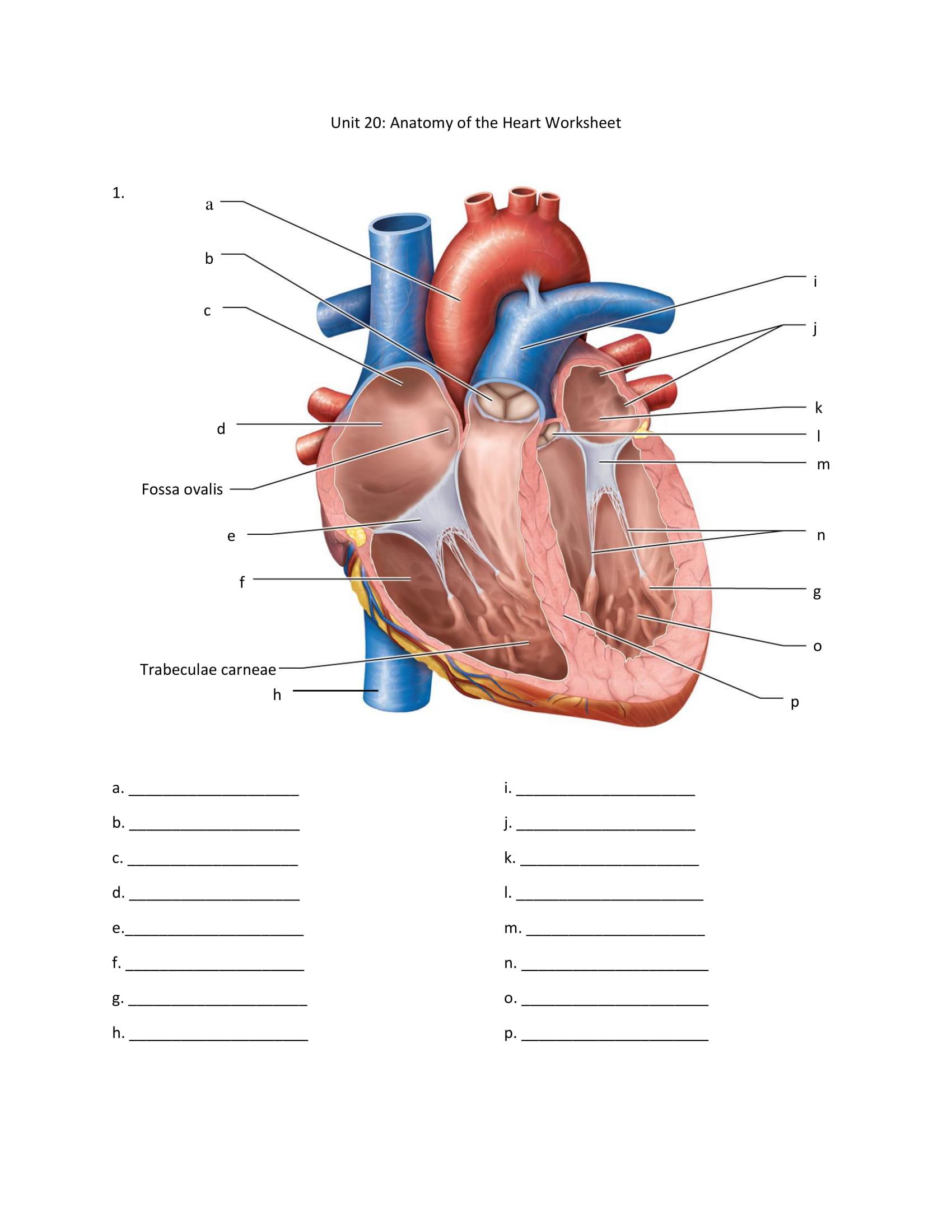 Use the words from the following word bank. Solved Unit 20 Anatomy Of The Heart Worksheet 1 A J M Chegg Com