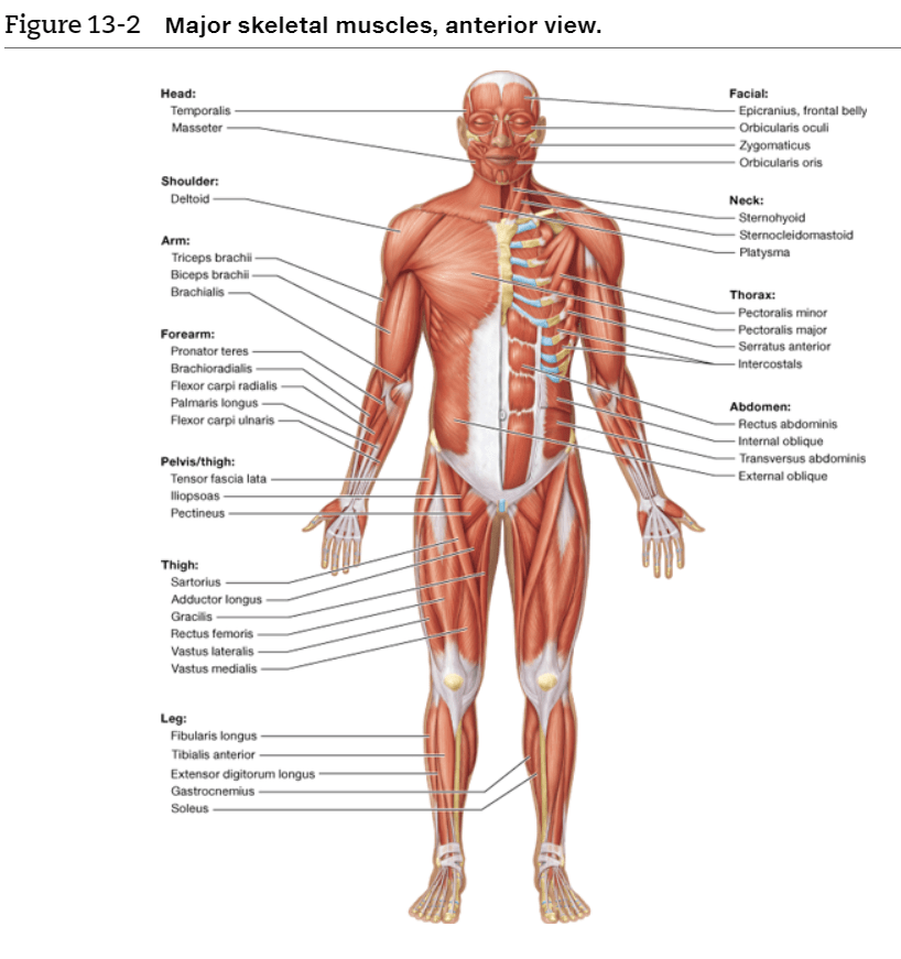 The biceps brachii runs from the shoulder to the elbow. 1 Location Of The Muscle The Names Of Some Muscles Chegg Com