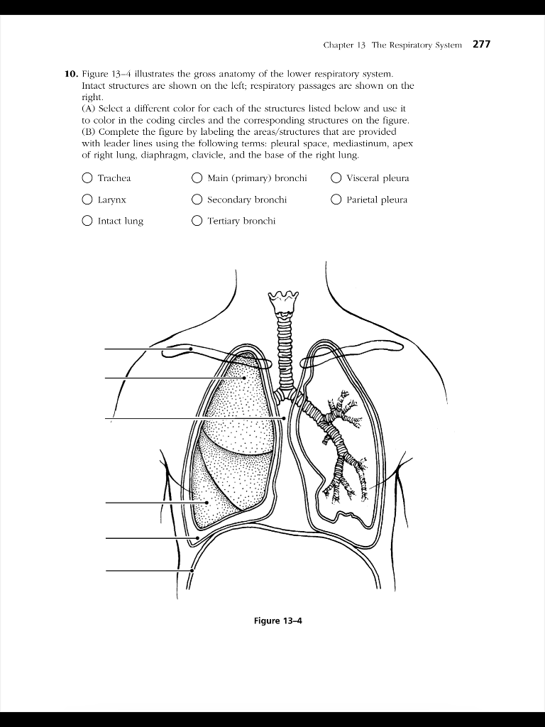 Chapter 13 The Respiratory System 263 The Ana Jones Chegg C keeps out debris.