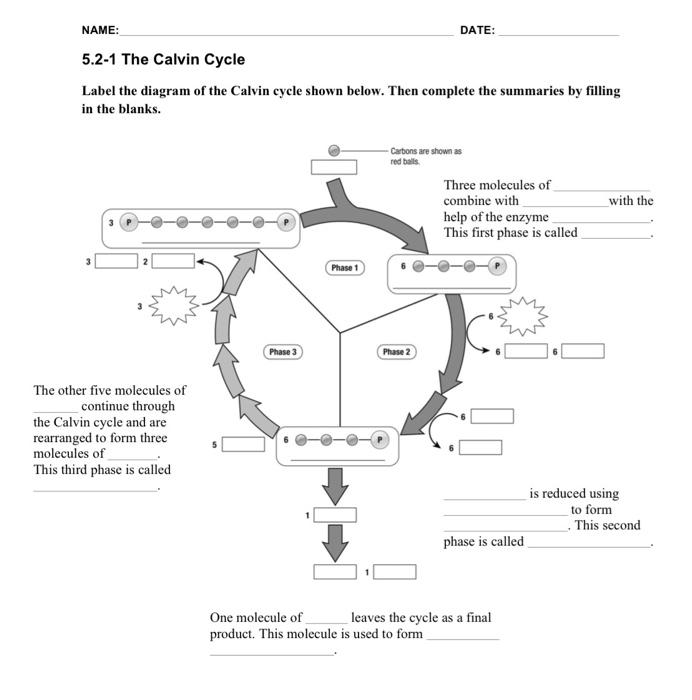It is stored as starch. Solved Name Date 5 2 1 The Calvin Cycle Label The Diagram Chegg Com