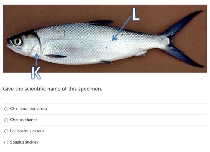 Trajectory of the sensory canals in tlie skull roof of certain primitive ostariophysans. Which Of The Following Species Name Described The Chegg Com
