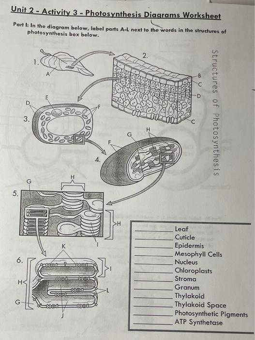 In this plant cell worksheet, students identify, label, and color in the 14 different cell organelles on a diagram of a plant cell. Solved Unit 2 Activity 3 Photosynthesis Diagrams Chegg Com