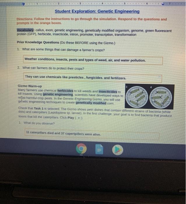 Student Exploration Evolution Mutation And Selection Gizmo Answers Fitness Biology Allele 