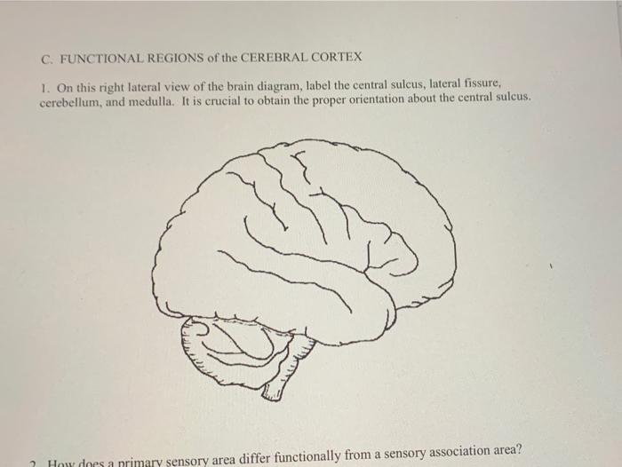 Broca's area is one of the main regions of the cerebral cortex responsible for producing language. Solved C Functional Regions Of The Cerebral Cortex 1 On Chegg Com