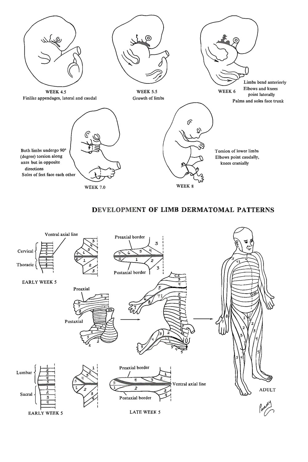 Later, the following nerves will be discussed . Chapter 70 Dermatome And Cutaneous Innervation Of The Limbs Review Of Medical Embryology Book Lifemap Discovery