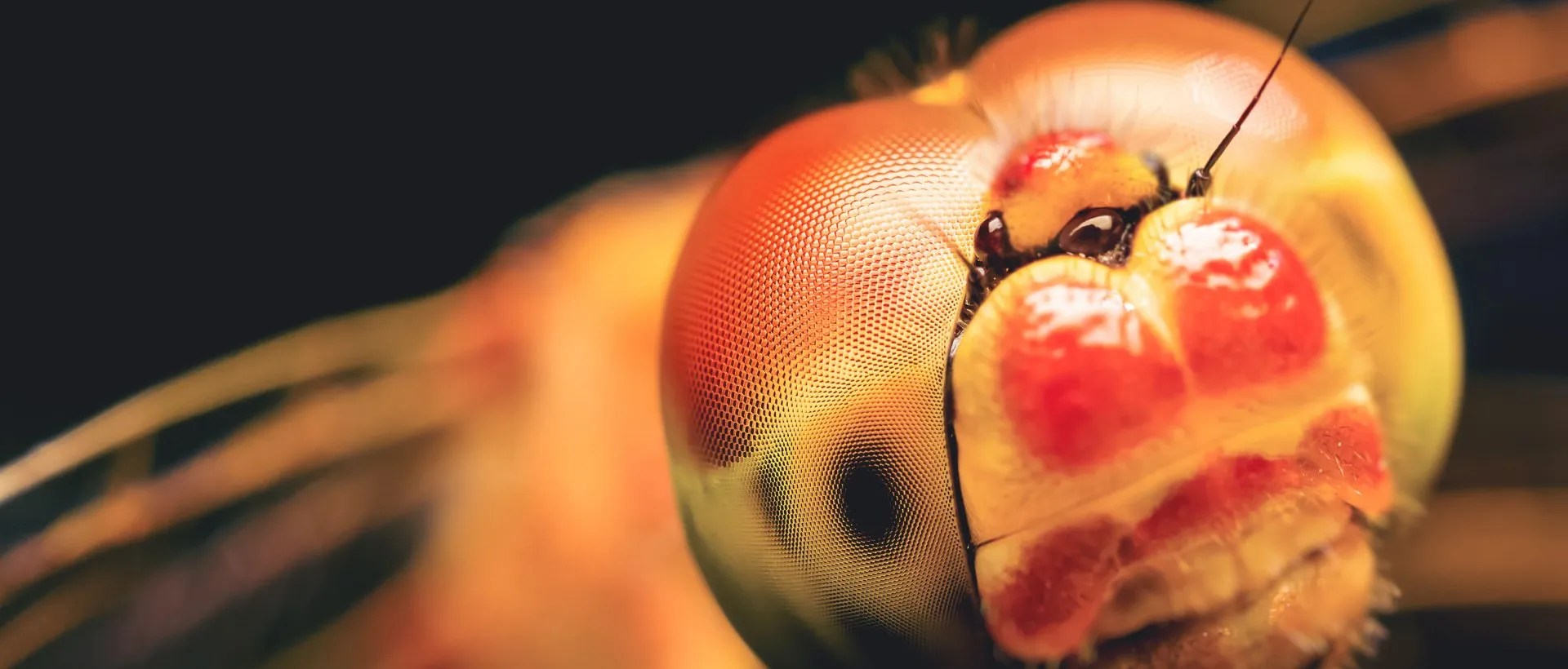 Protective Intelligence Dragonfly Intelligence - Sunset Photos - High Quality Retina Collection