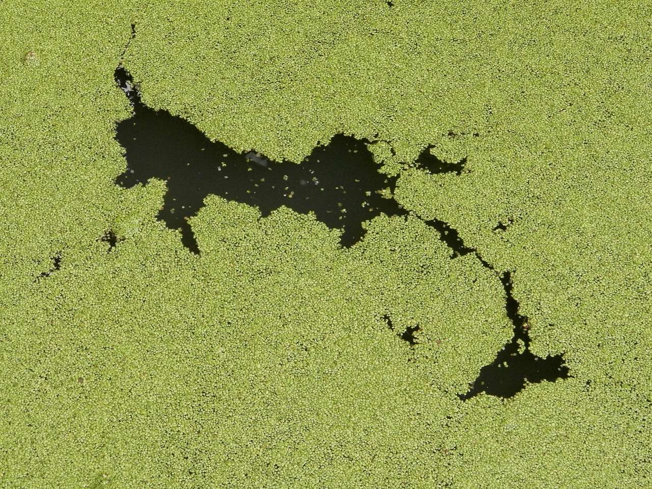 Stay Safe! Kansas Lakes Blue-Green Algae Alert & Health Advisory (2026)