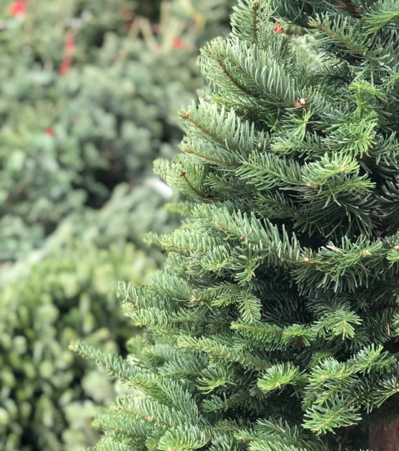 3 Reasons To Buy Your Real Christmas Tree Early