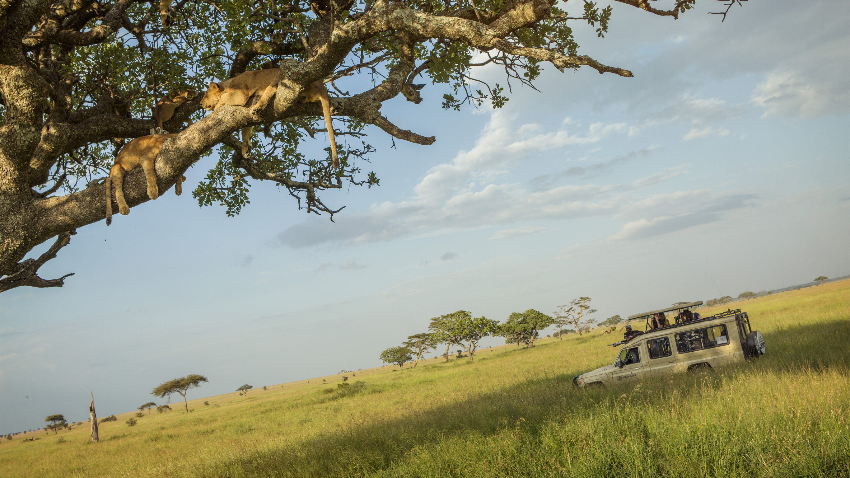 The Big 5 Animals Of Africa G Adventures