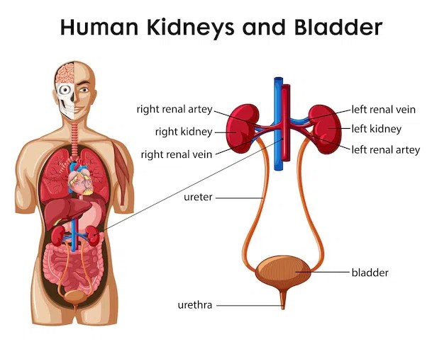 What The Excretory System Functions And Mechanisms