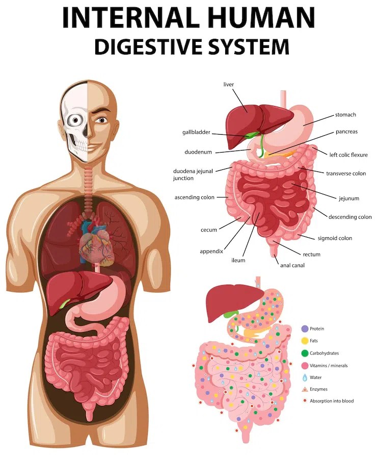 Digestion and absorption