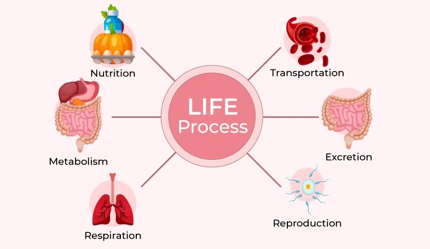 Cbse class 10 science notes chapter 5 life processes