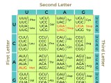 Genetic Code Molecular Basis Of Inheritance Geeksforgeeks