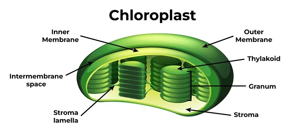Which Organelle Is Stroma Found In? Which Organelle Is Stroma Found In?