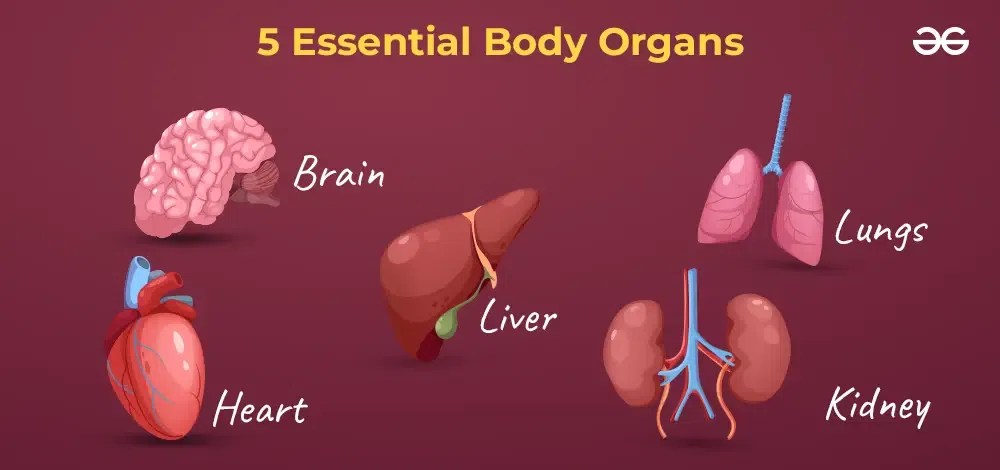 What are the 78 organs in the human body?