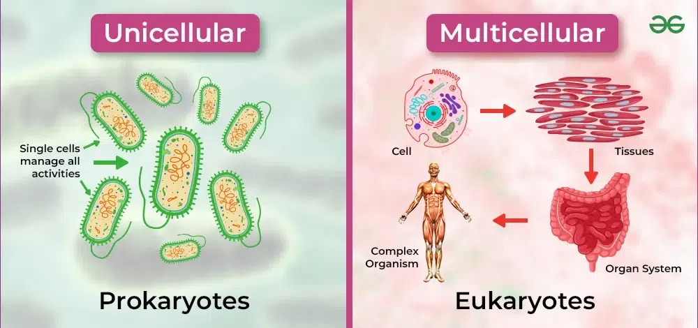Multicellular organisms examples