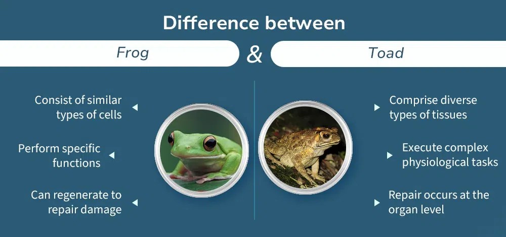 Frog vs toad frogs and toads how to tell the difference
