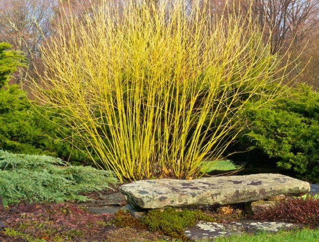 De La Couleur Au Jardin En Hiver