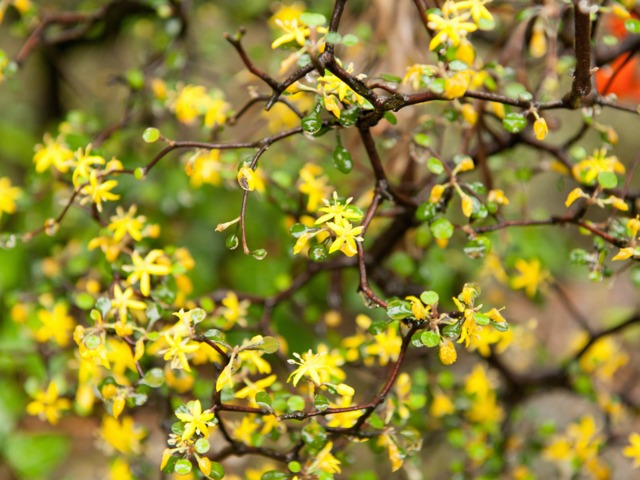 Corokia Cotoneaster Plantation Culture Entretien