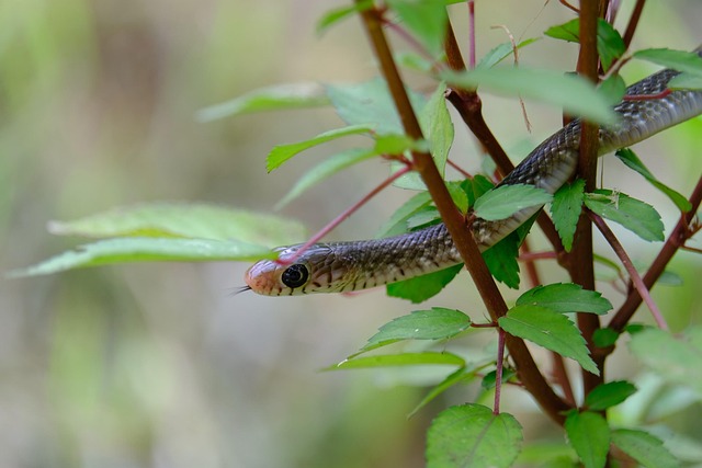 Curso Gratuito Programación Orientada A Objetos Poo En Python Gratis
