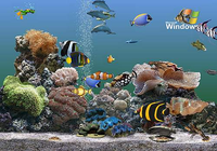 Poster Fond Aquarium Gratuit Logitheque Com