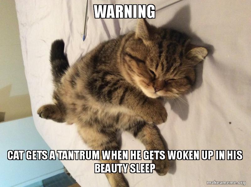 Warning cat gets a tantrum when he gets woken up in his beauty sleep meme generator
