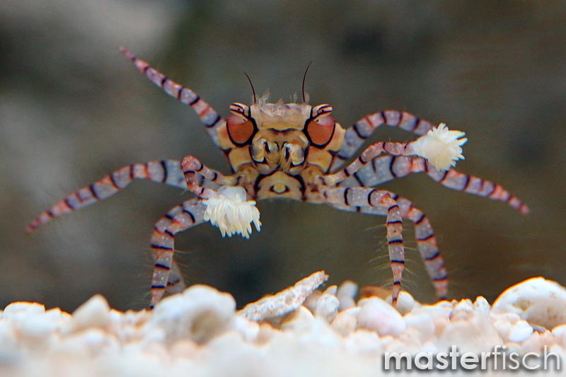 Freshwater Pom Pom Crab Care Lifespan Tank Mates 