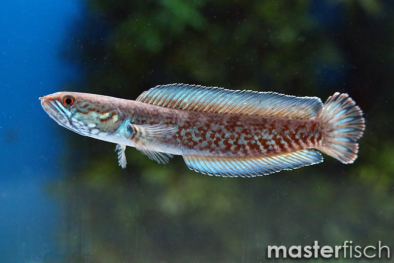 Snakehead Gudgeon Aqua Imports Theyre currently around 24cm.