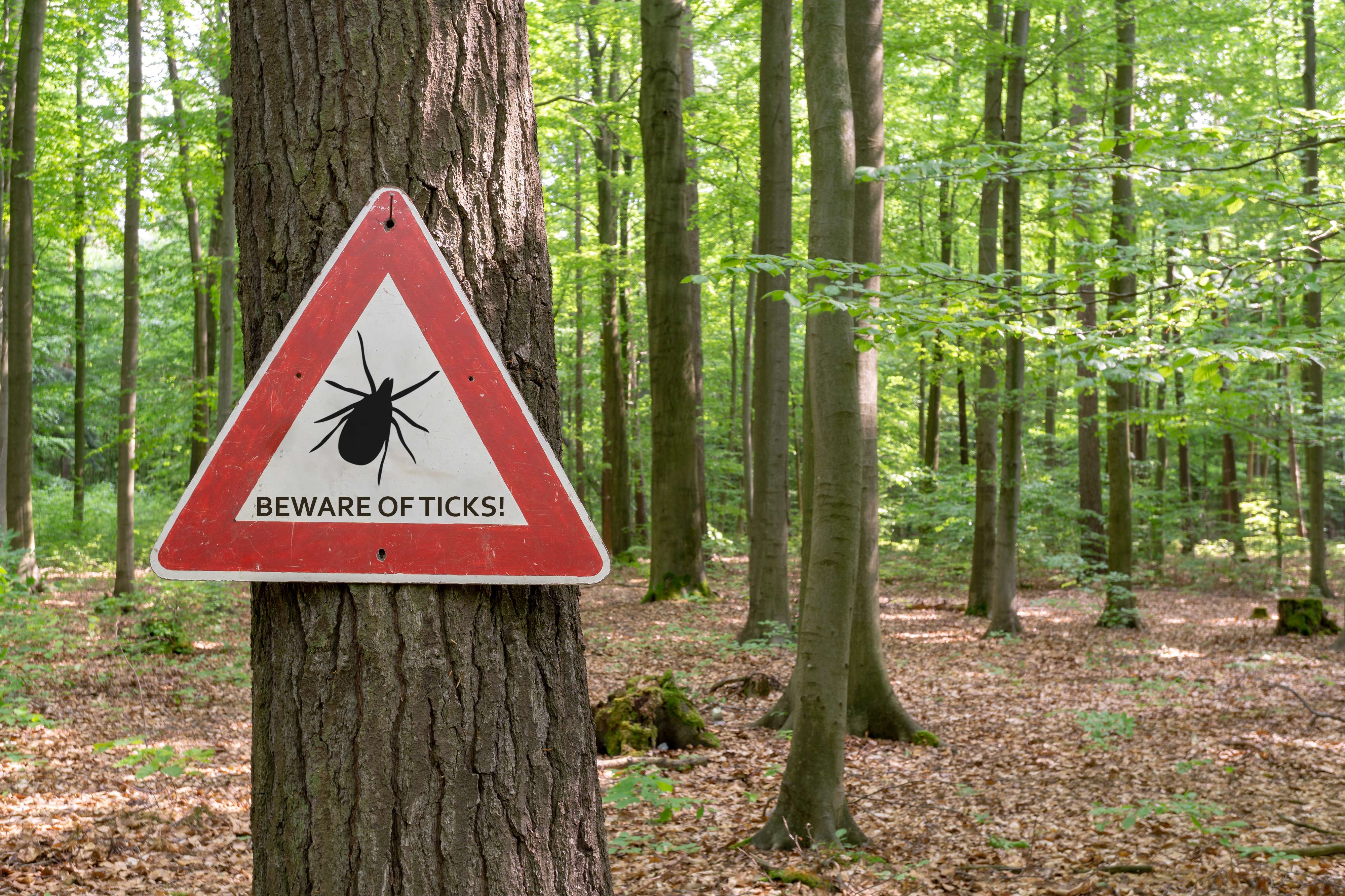 Summer Safety: Protecting Yourself from Ticks in Ontario (2026)