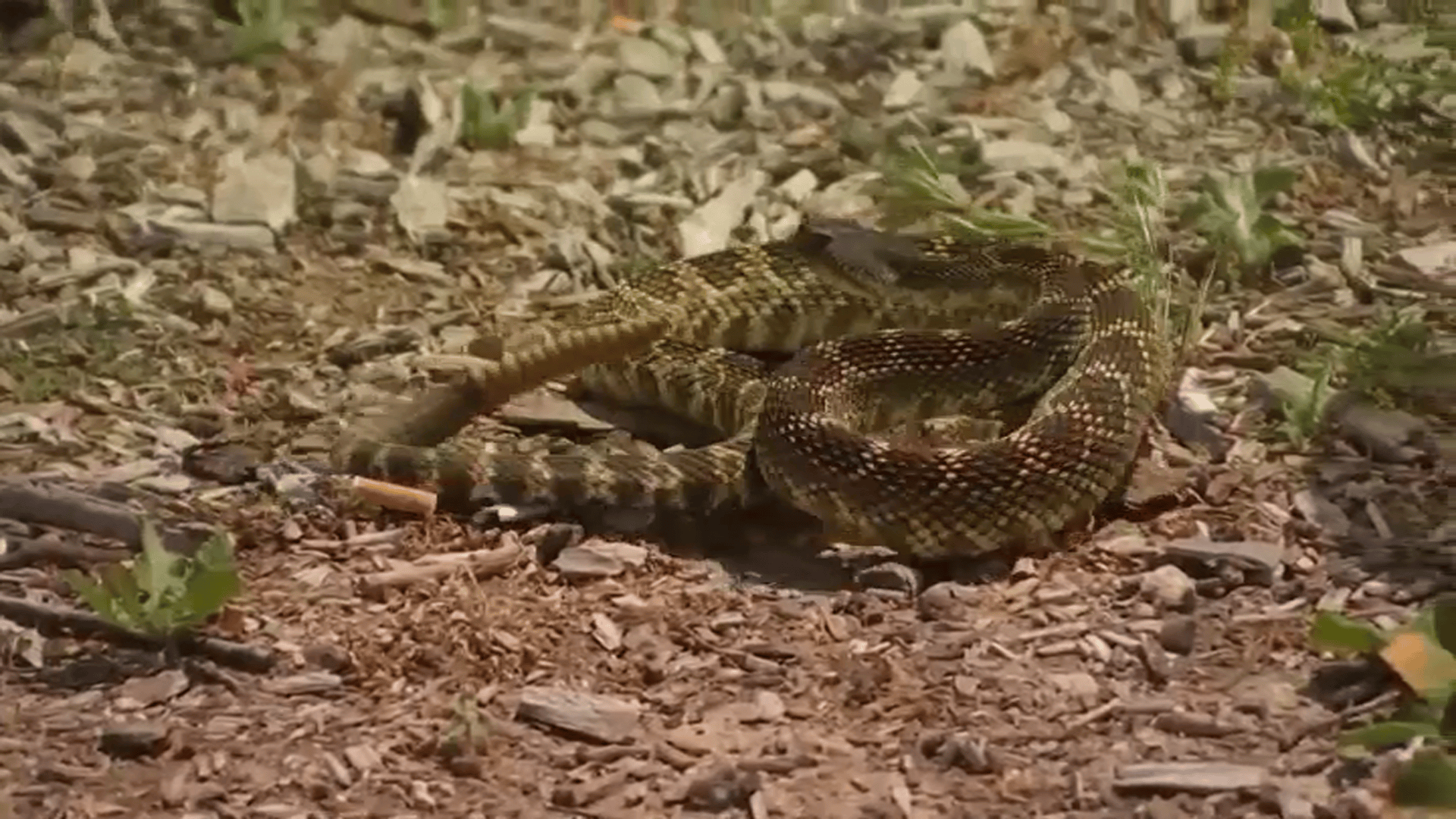 Man Uses Barbecue Tongs to Pick Up Rattlesnake – NBC Bay Area - Vimarsana News