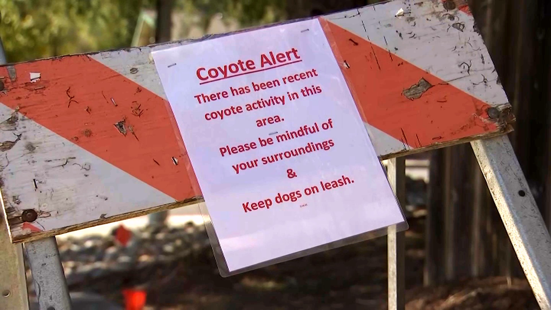 Same Coyote Responsible for 4 Attacks in Lamorinda: State Wildlife Agency - Vimarsana News