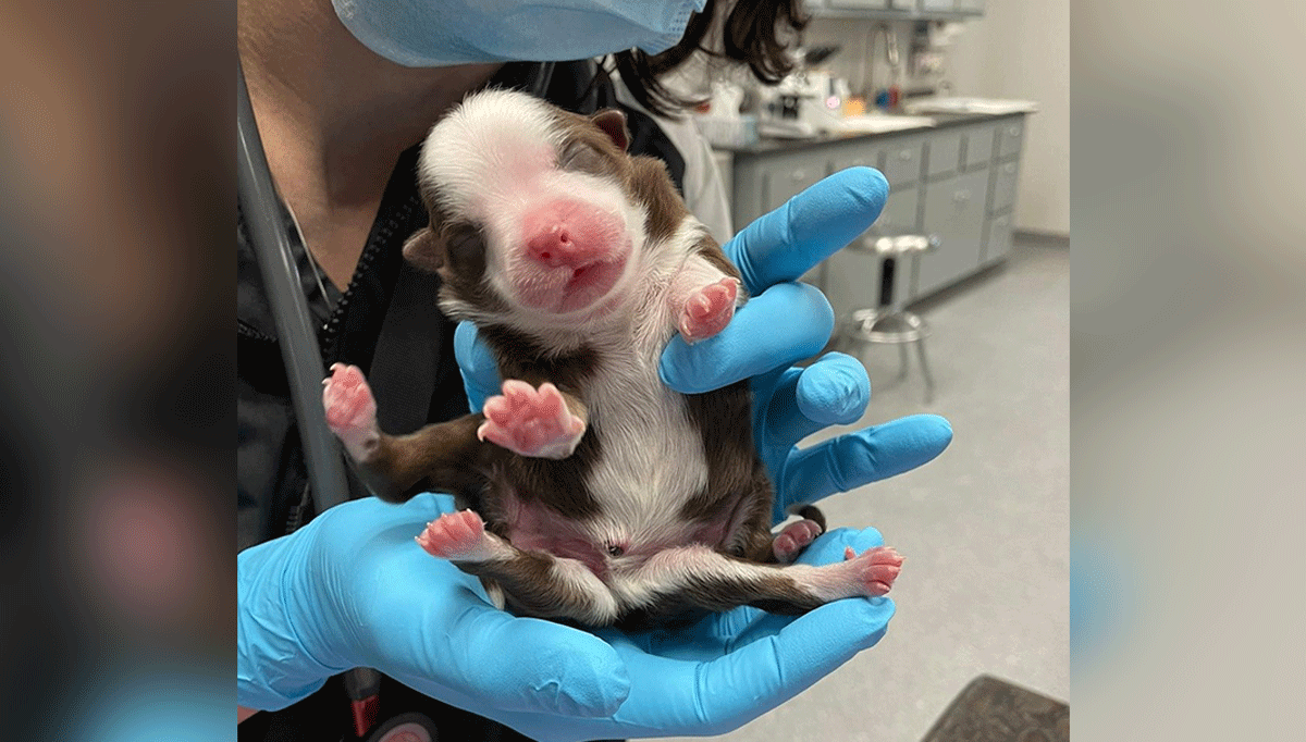 Meet Skipper, the 'Miracle' Puppy Born With 6 Legs and 2 Tails – NBC Bay Area - Vimarsana News