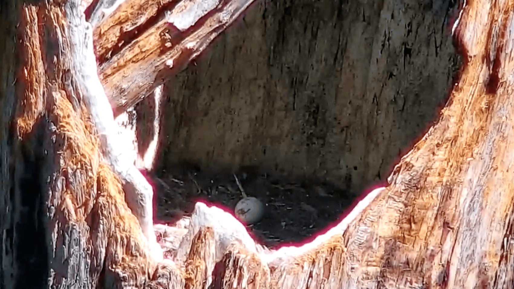 Condor Fans Await a Big Sur Egg's (Possible) Hatching – NBC Bay Area - Vimarsana News