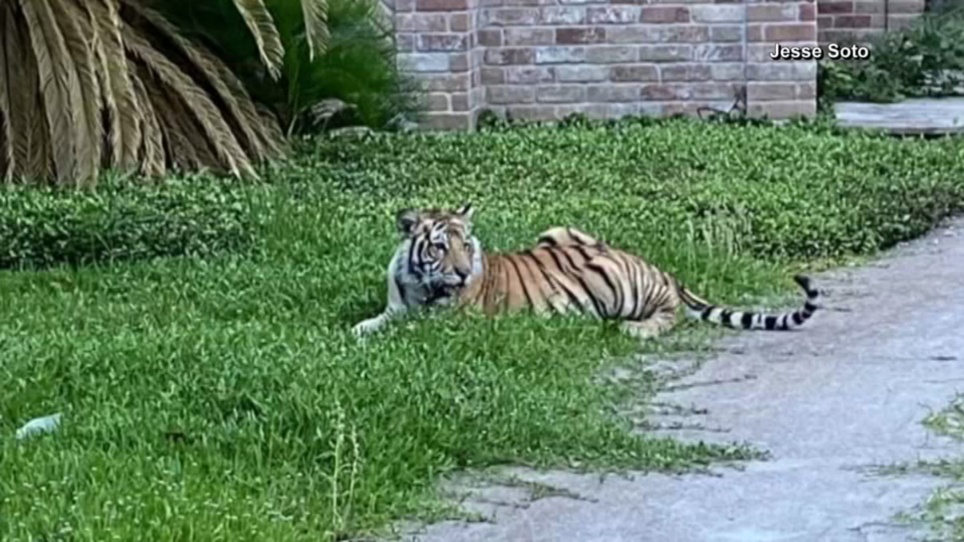No Sign of Houston Tiger as Alleged Owner Returns to Jail – NBC Bay Area - Vimarsana News
