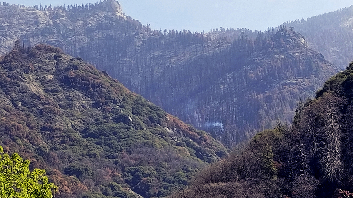 California Fire Killed 10% of World's Redwood Trees: Study – NBC Bay Area - Vimarsana News