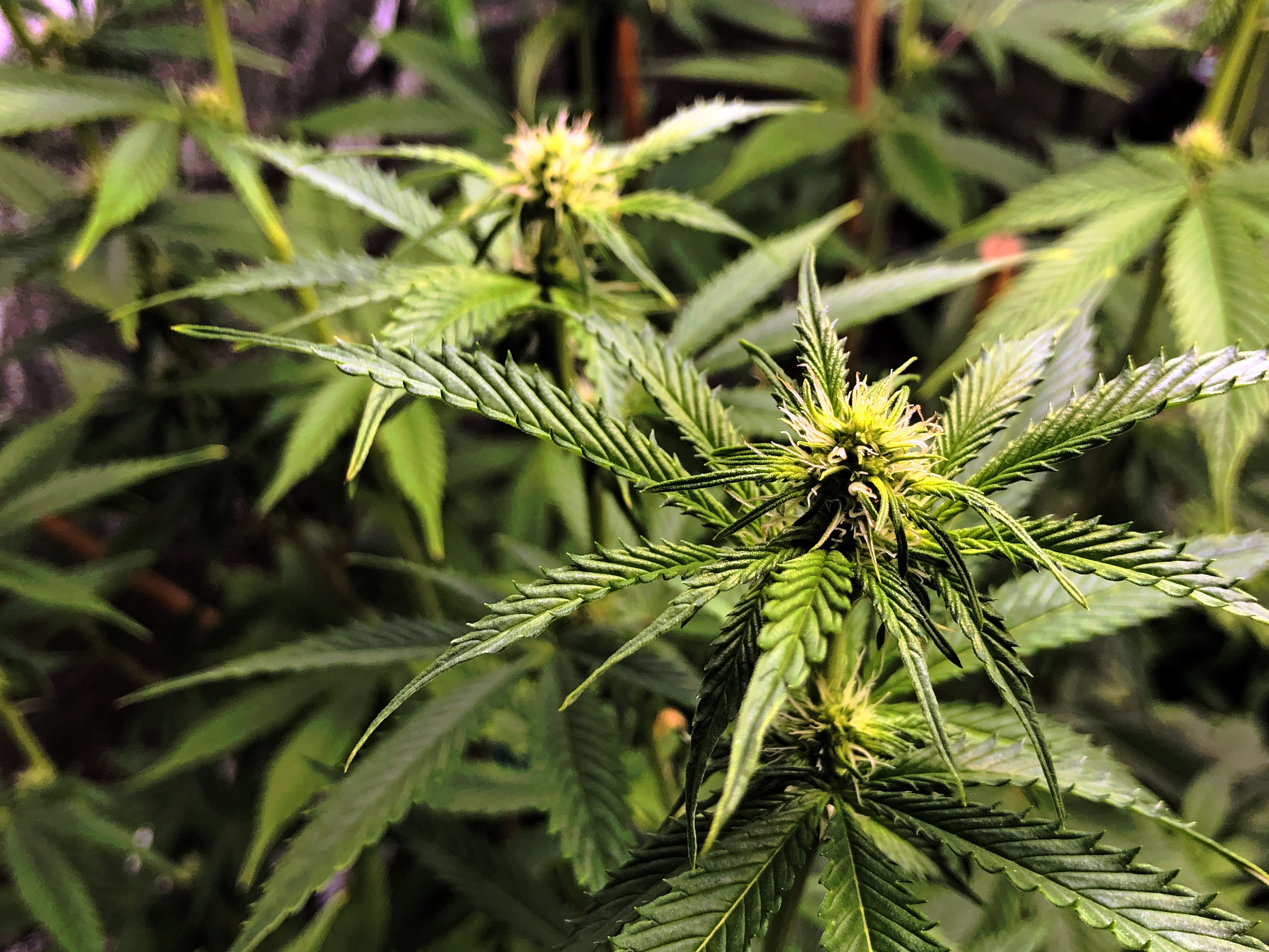 Illinois House Approves Bill to Revamp Cannabis Dispensary License Lottery - Vimarsana News