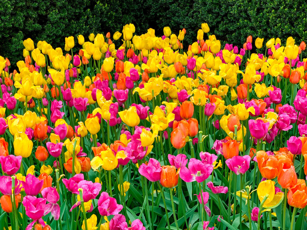 Botanical Gardens, Spring Blooms: Chicago's Best Spots to See Stunning Flowers - Vimarsana News