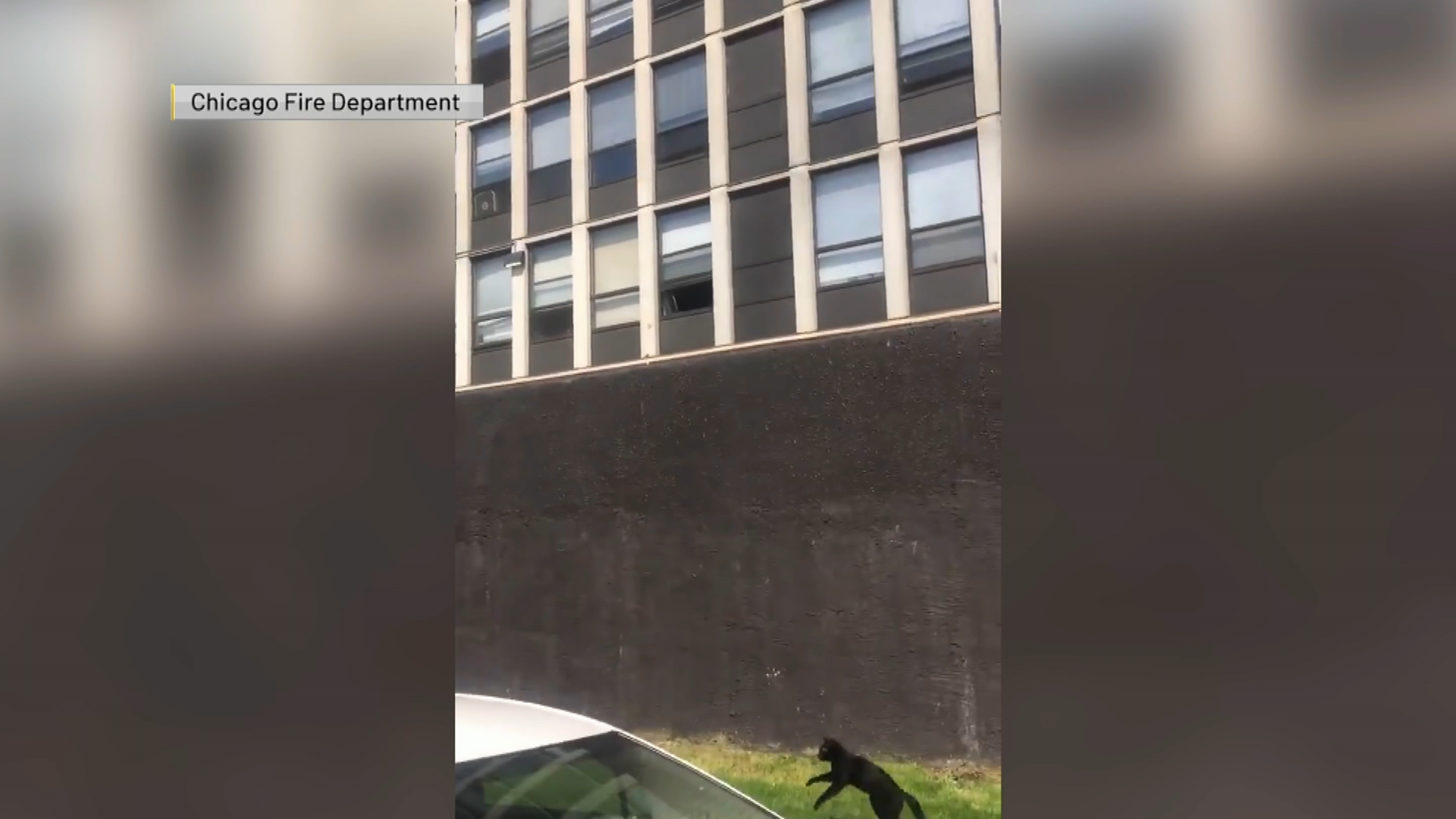 Neighbors Search for Now-Famous Cat That Jumped From Fiery Chicago Building - Vimarsana News
