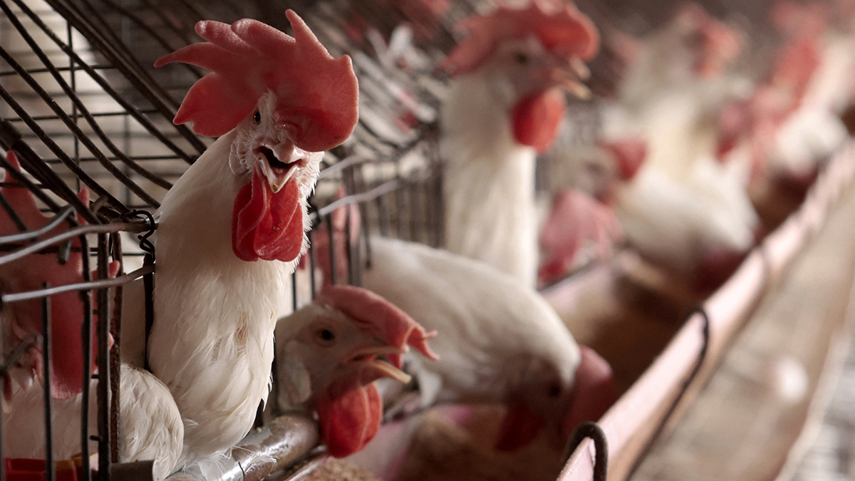 Is Bird Flu Spreading in People?