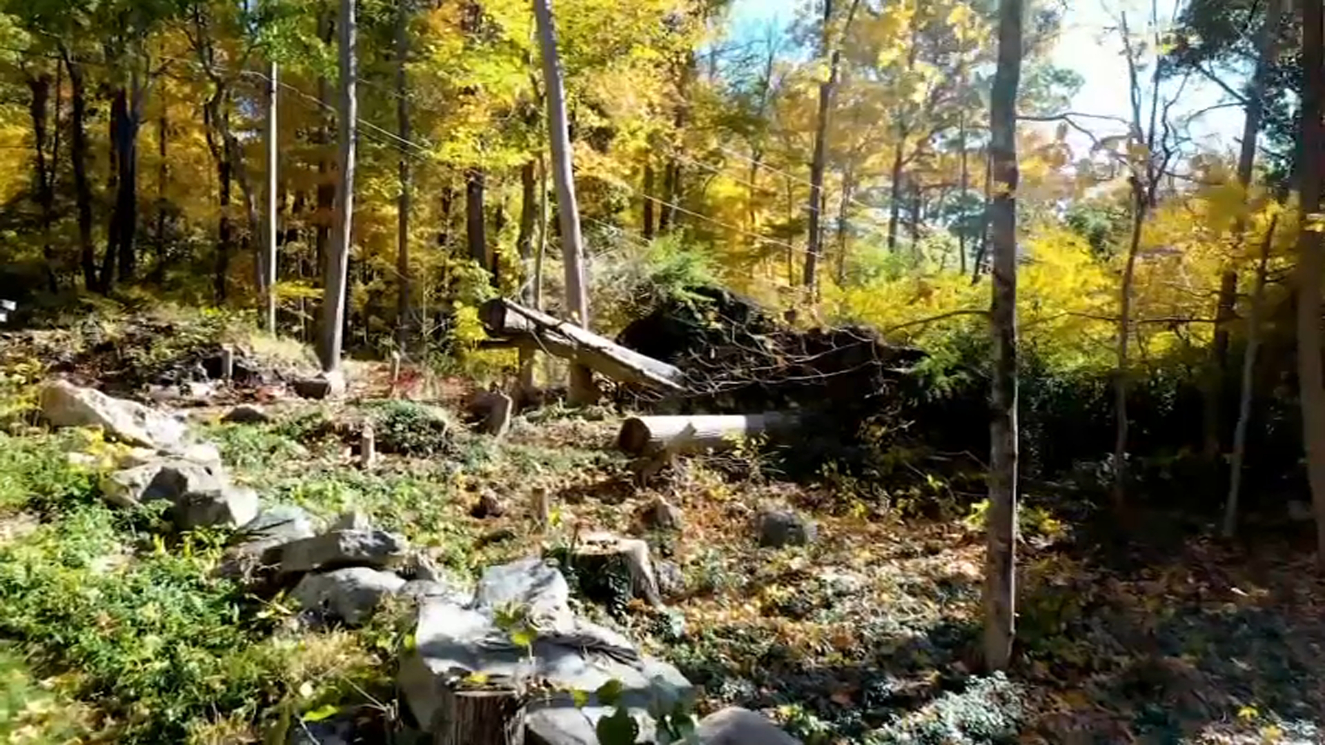 Lifestar Responding After Tree Fell On Worker In Kent Nbc Connecticut - Best Space Photos in Mobile