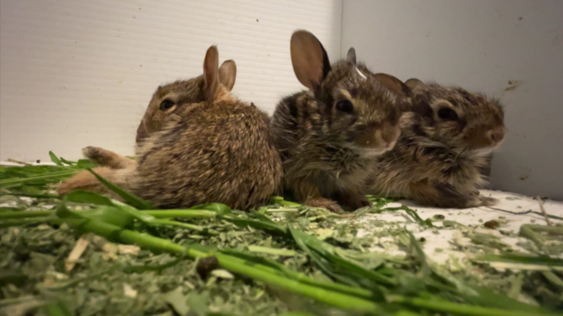 Bunnies Are Being Found in Flooded Nests After Heavy Rains - Vimarsana News