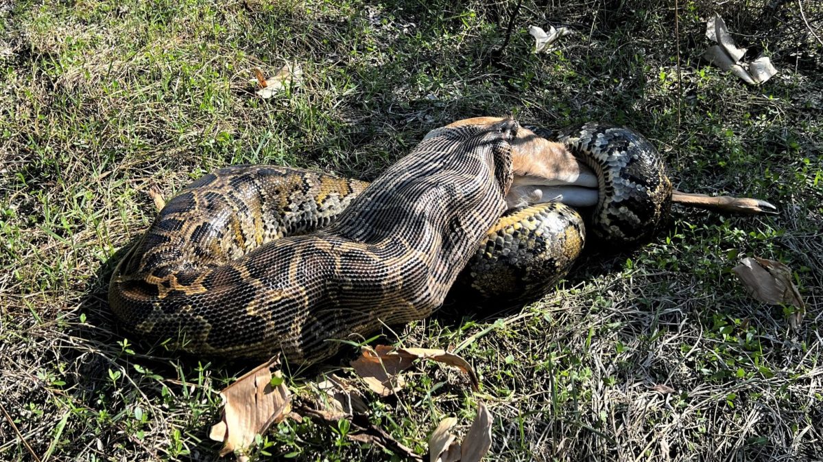 Watch Burmese Python Swallows 77 Pound Deer Nbc4 Washington - Ultra HD City Wallpaper - Ultra HD