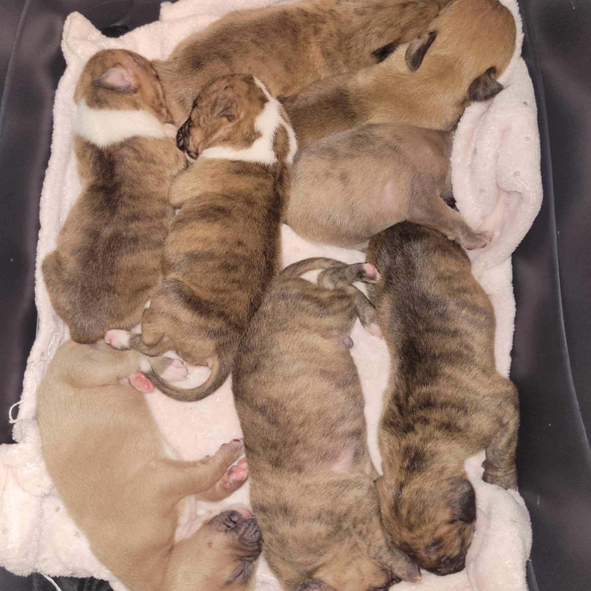 Abandoned Puppies