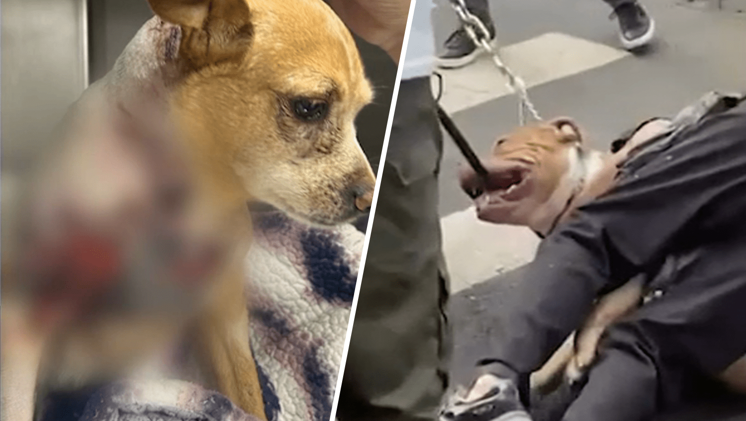 Giant canine’s assault on chihuahua on Higher West Facet sparks requires change in legal guidelines