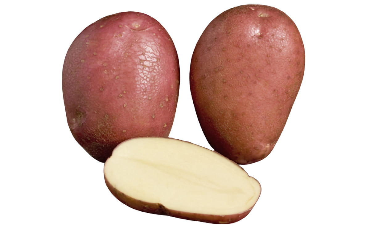 Rooster Ipm Potato Group - Nature Art Collection - HD Quality