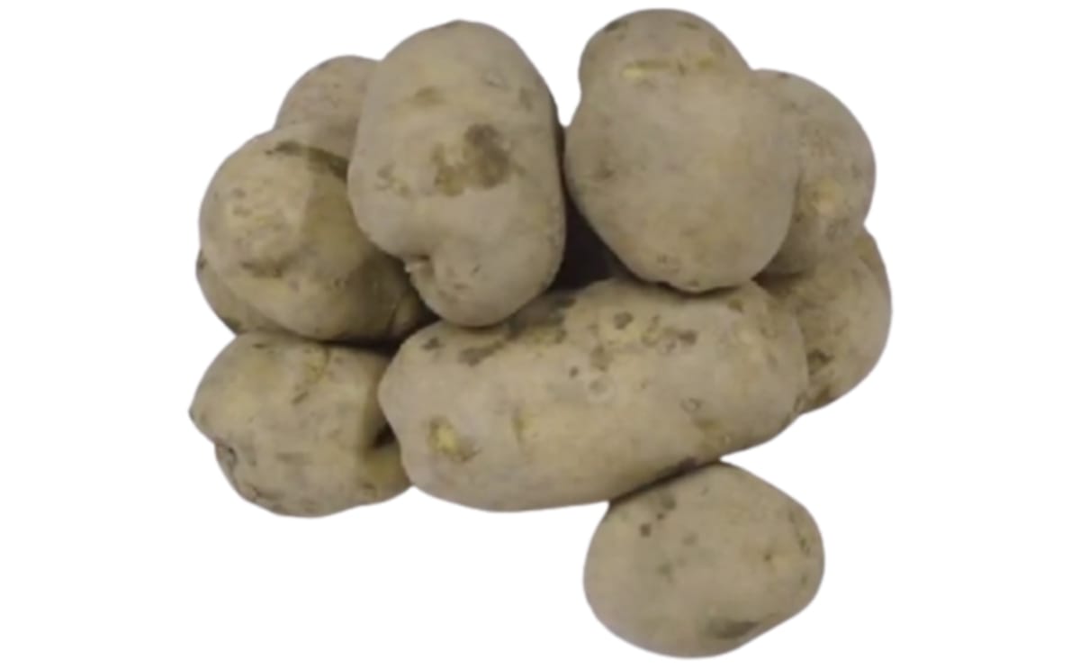 Strony Www Sofista - Nature Illustration Collection - HD Quality